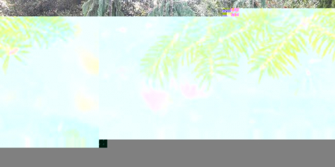 Top 10 jehličnanů pro zahradu v roce 2021